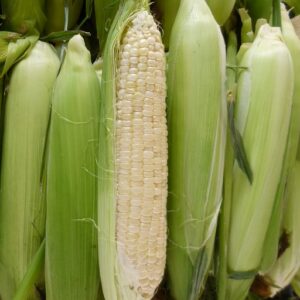Corn