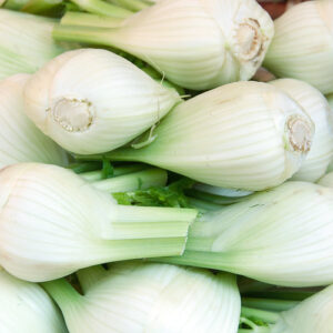 Fennel Bulb