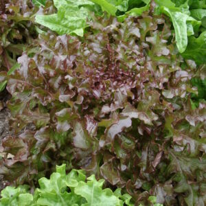 Lettuce