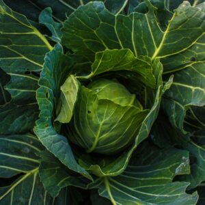 Green Cabbage