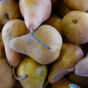Bosc Pears
