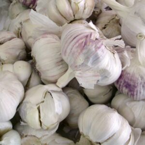 Garlic