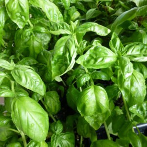 Basil