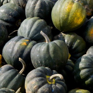 Acorn Squash