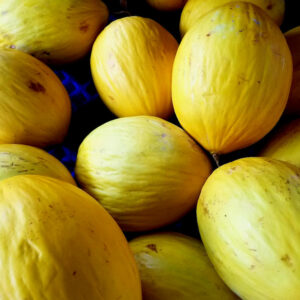 Canary Melon