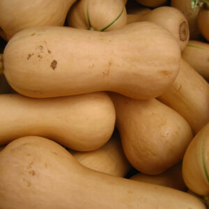 Butternut Squash