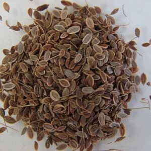 Dill Seeds