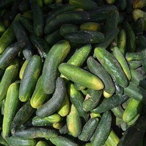 Field Cucumber