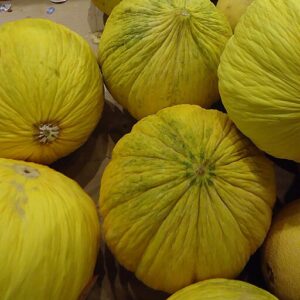 Galia Melon