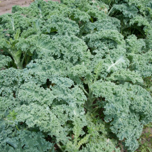 Kale