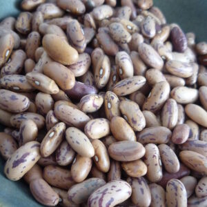 Pinto Beans