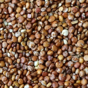 Red Quinoa- Bill Damon, 2013