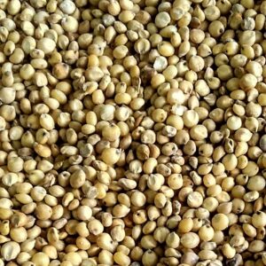 Sorghum