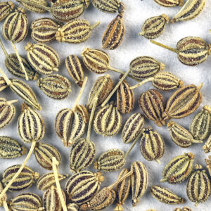 Caraway Seeds
