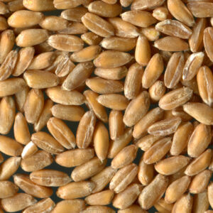 Farro