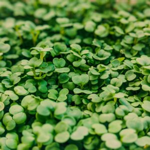 Microgreens