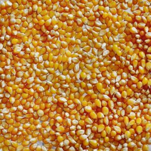 Organic Popcorn Kernels